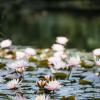 Водяные лилии на озере Сижу :: Дмитрий 