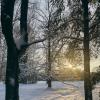 Зимний лес :: Юлия Бабаева