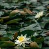 Водяные лилии на озере Сиху :: Дмитрий 