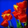 Мои тюльпаны... :: Владимир Шошин
