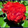 Роза красная. :: Валерьян 