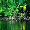 утята кряквы на фоне болотных ирисов :: gawrilа - dan