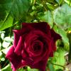Мир цветов,бархатная роза :: Валентин Семчишин