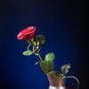 Natura morta con una rosa :: Алексей Чигвинцев