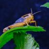 Гигантское насекомое-палочник  (Heteropteryx dilalata) :: Георгий А