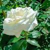 Белая роза :: Любовь Зинченко 