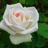 Белая красавица - роза. :: Милешкин Владимир Алексеевич 