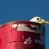 Black-headed gull | 7 :: Sergey Sonvar