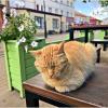 Про одного зеленоградского кота. :: Валерия Комова