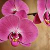 Если долго смотреть на орхидеи.... :: Павел Fotoflash911 Никулочкин