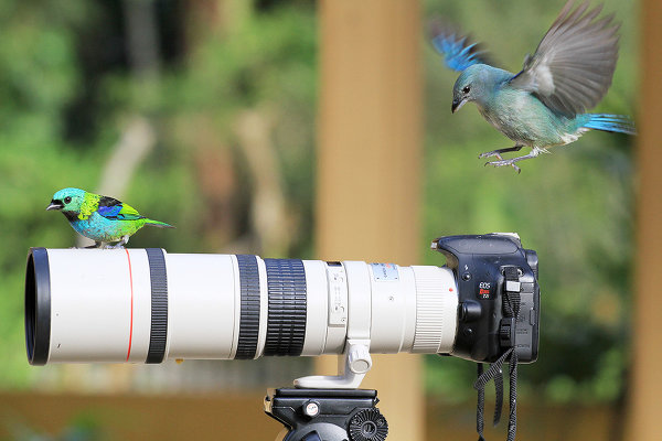 Летят утки и два гуся, или Как сфотографировать птицу в полете?
