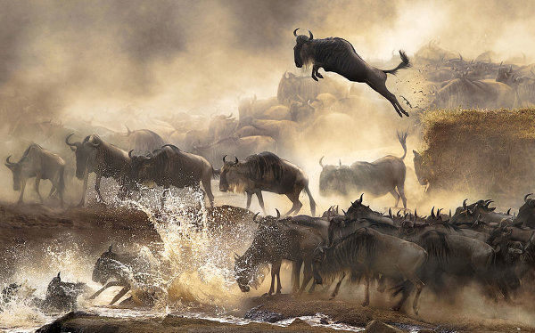 Первые призеры Sony World Photography Awards - 2014