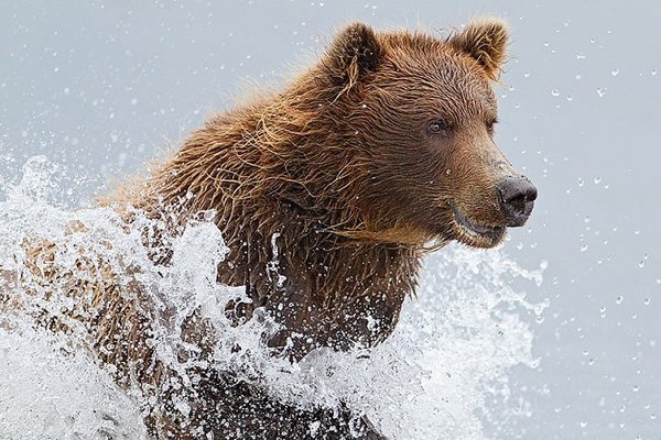 Бурые медведи Аляски