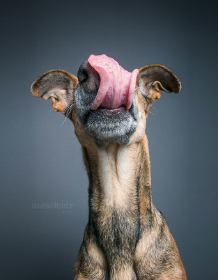 Эльке Фогельзанг, которая любит творить смешные фотографии собак