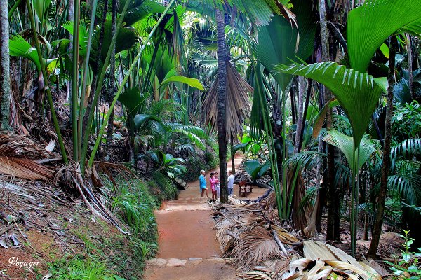 Национальный парк ' Vallee De Mai ' о. Праслин . Сейшелы