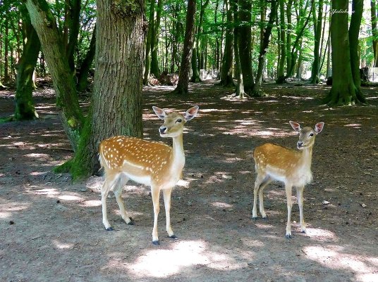 Wildpark Schwarze Berge Hamburg