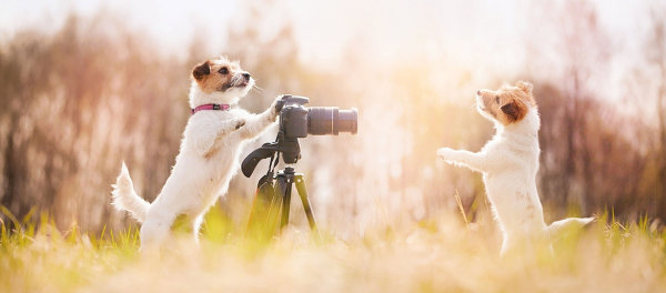 Фотосъемка домашних питомцев