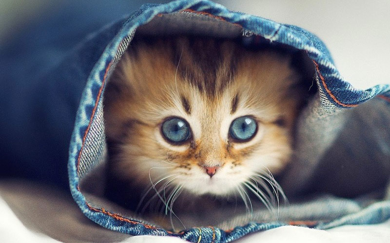 Смешные милые кошки,котики,котята котейки фото | ВКонтакте