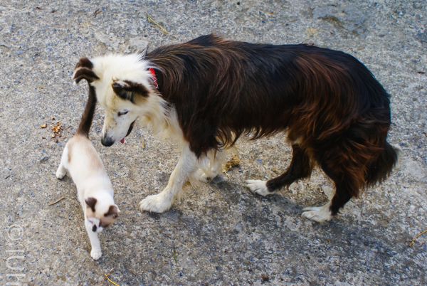 Amigos