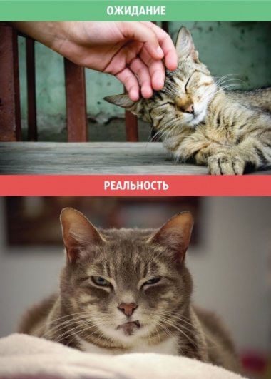 домашние животные кошки