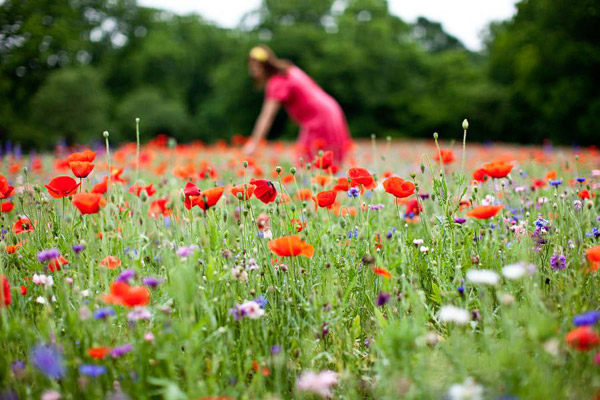 wildflower_portraits_4