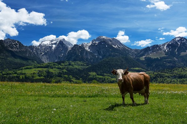 Альпийская коровка