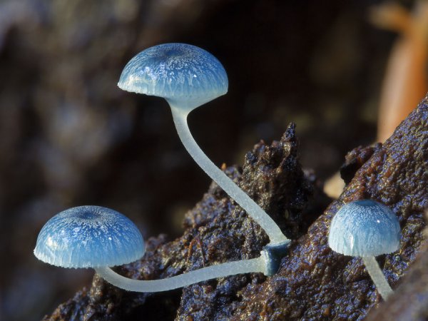 разные виды грибов на фото 11