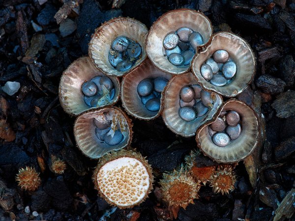 разные виды грибов на фото 15
