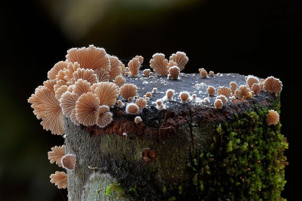 разные виды грибов на фото 19