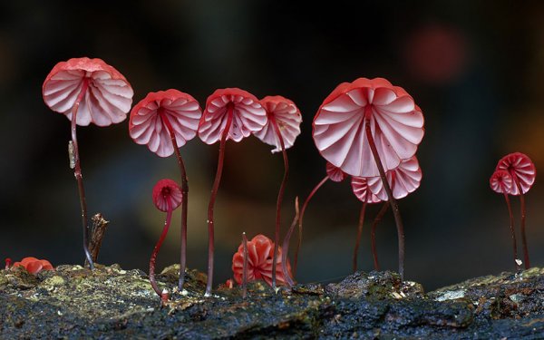 разные виды грибов на фото 23
