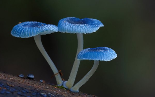 разные виды грибов на фото 4