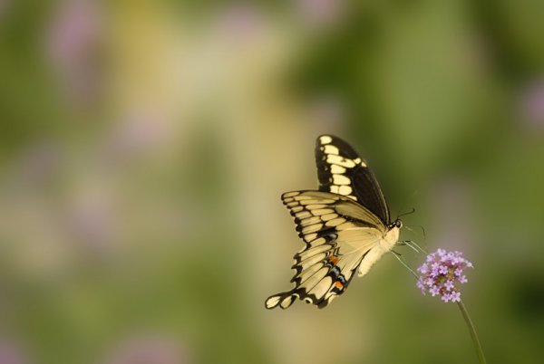 how-to-photograph-butterflies