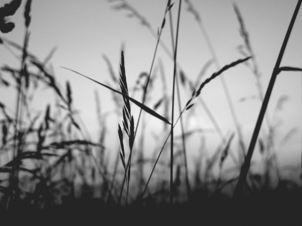 Цветная фотография или черно-белая – пшеница 1
