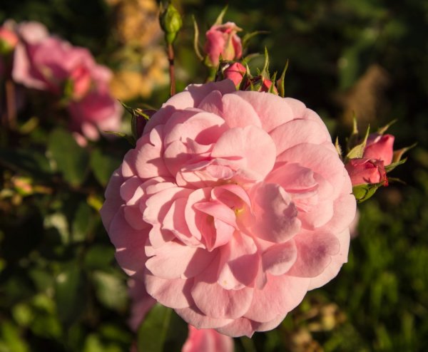 Кустовая роза в ВДНХ(розовая)