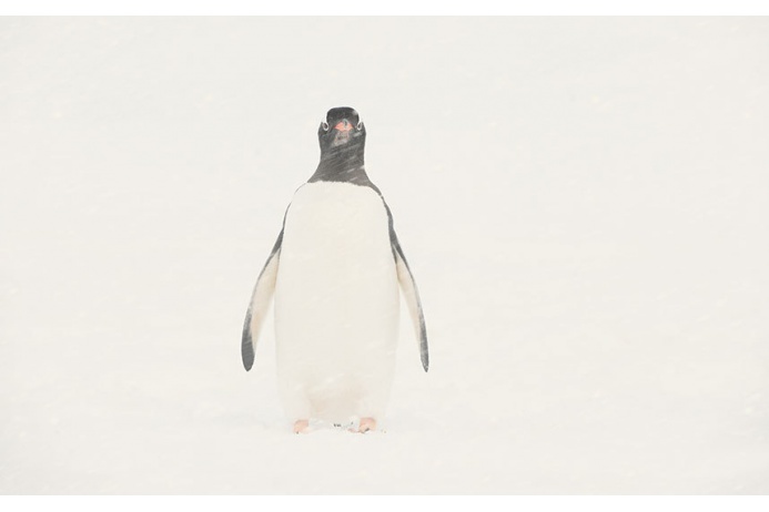 Фото Антарктиды 9 – Фотограф Алекс Бернаскони