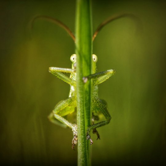 Евгений Кутузов – фото насекомых