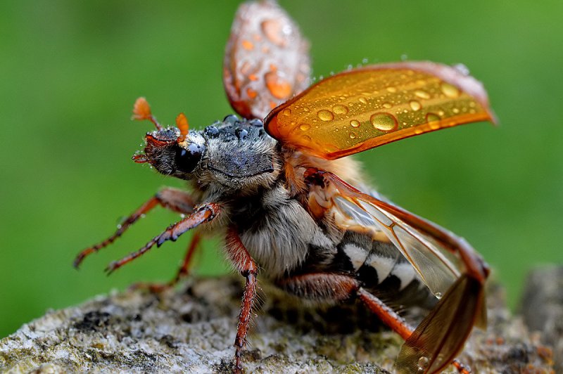 jonas  – фото насекомых