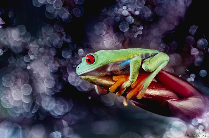 Заманчивый мир лягушек в макрофотографии Уила Мийера - №11