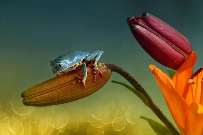 Заманчивый мир лягушек в макрофотографии Уила Мийера - №7