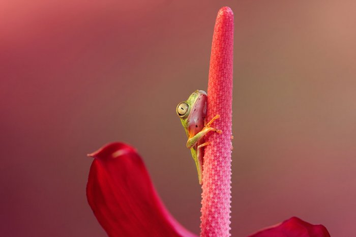 Заманчивый мир лягушек в макрофотографии Уила Мийера - №17