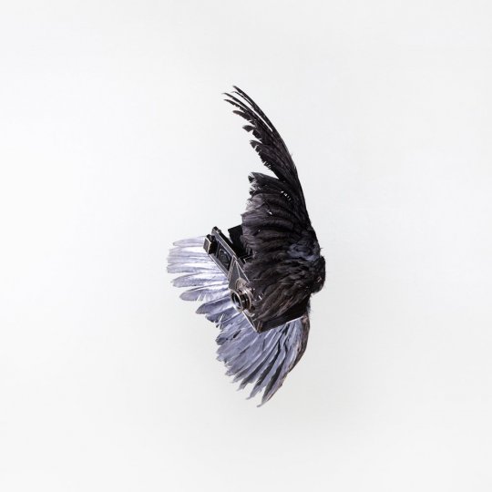 Летающие птицы-фотокамеры Пола Октавиуса - №5