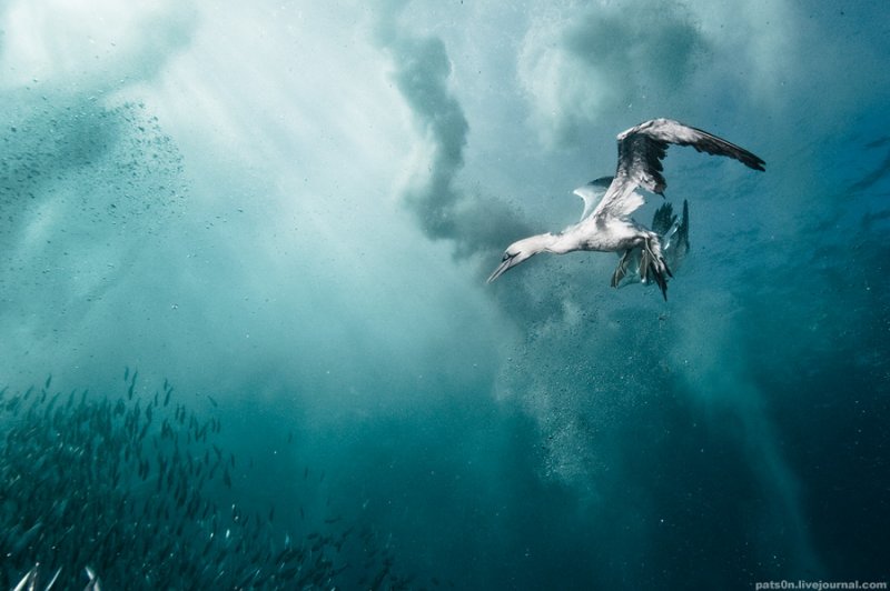 Потрясающие подводные фотографии Александра Сафонова - №12