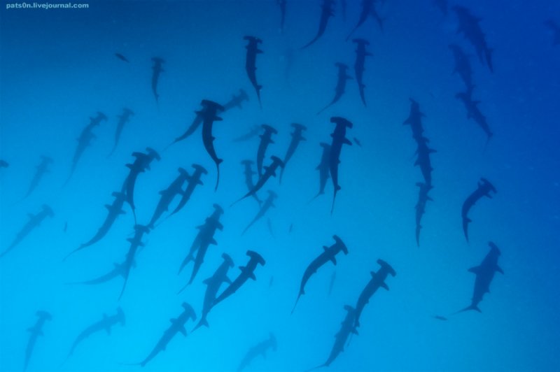 Потрясающие подводные фотографии Александра Сафонова - №16