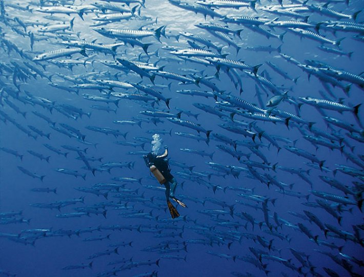 Потрясающие подводные фотографии Александра Сафонова - №2