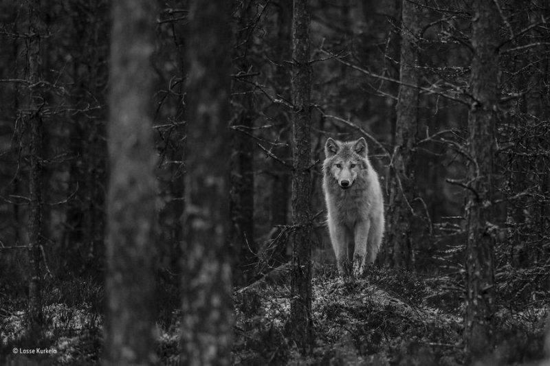 Автор фото: Лассе Куркела. «Волк наблюдает»