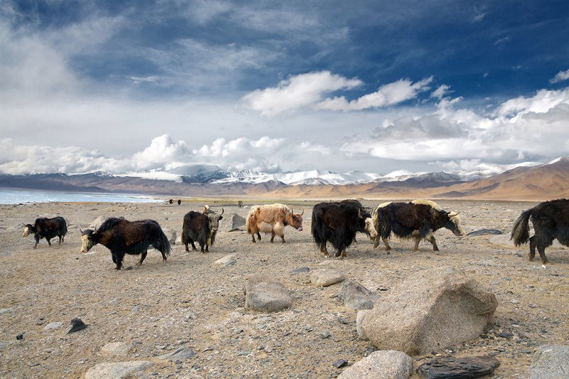 Яки в горах Памира. Восточный Таджикистан