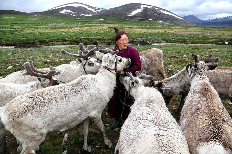 Кочевое племя оленеводов цаатан, Монголия