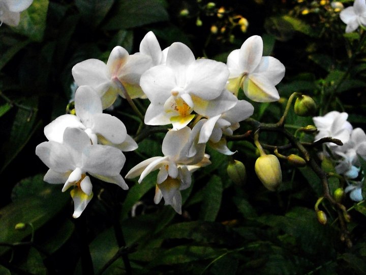 Белая нежность орхидей.