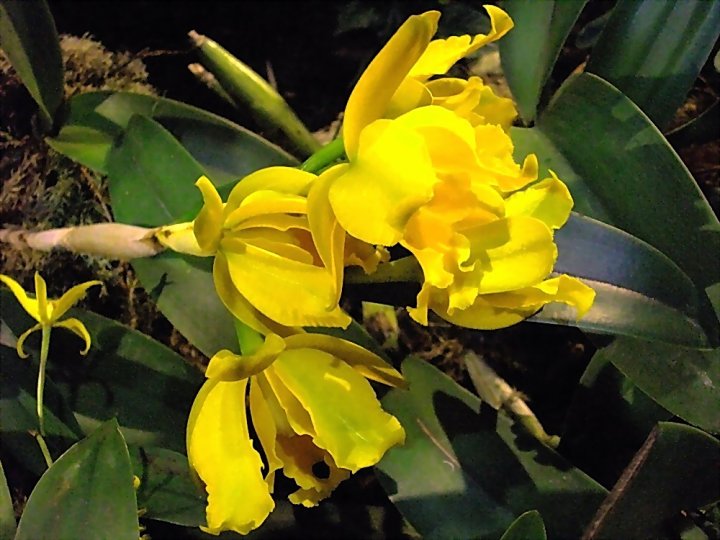Жёлтые орхидеи.