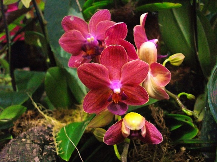 Прелестные орхидеи!